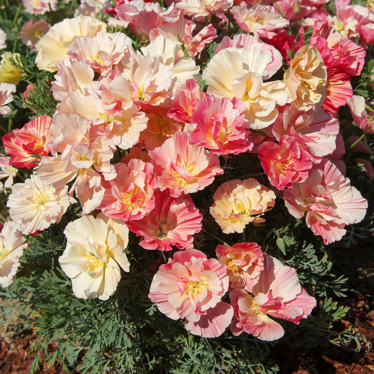 Goldmohn 'Thai Silk Appleblossom' - Eschscholzia californica 'Thai Silk Appleblossom Chiffon imp.' - Bakker