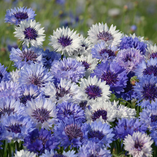 Kornblume Classic Fantastic - Bakker