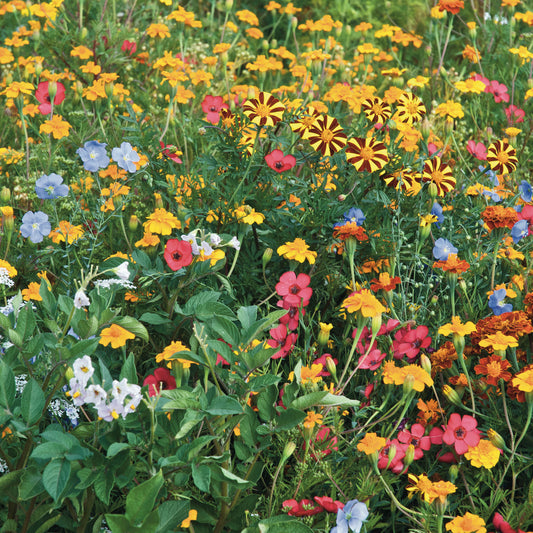 Blumen gegen Kartoffelkäfer - Bakker
