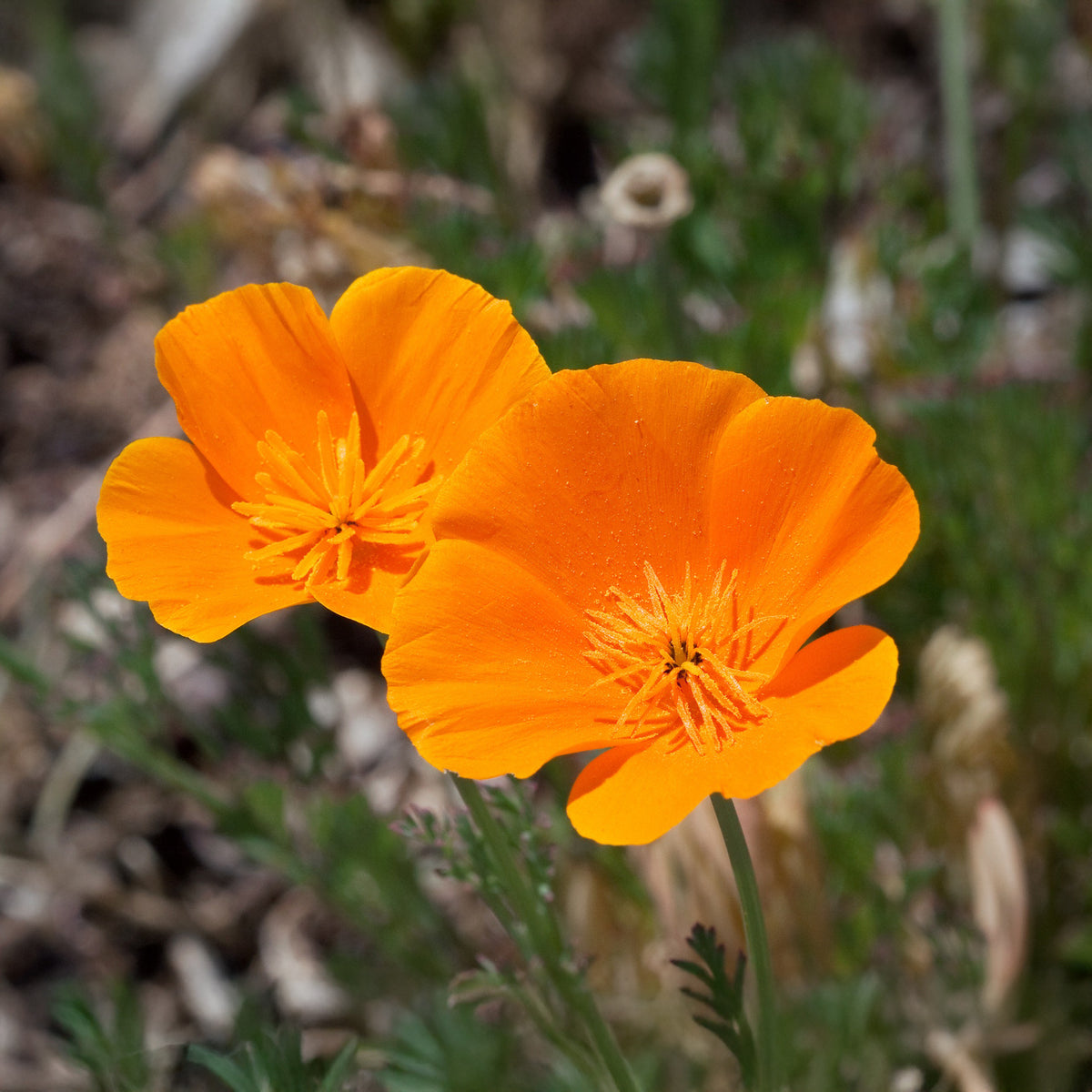 Eschscholzia californica 'Aurantiaca' - Kalifornischer Goldmohn - Samen für essbare Blumen