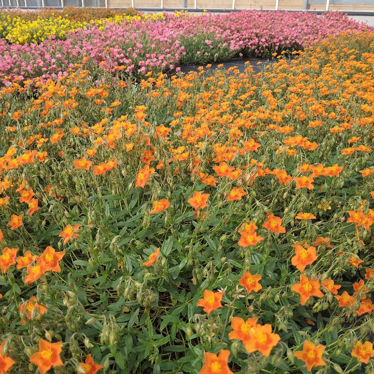 Sonnenröschen 'Bronzeteppich' - Helianthemum Bronzeteppich - Bakker