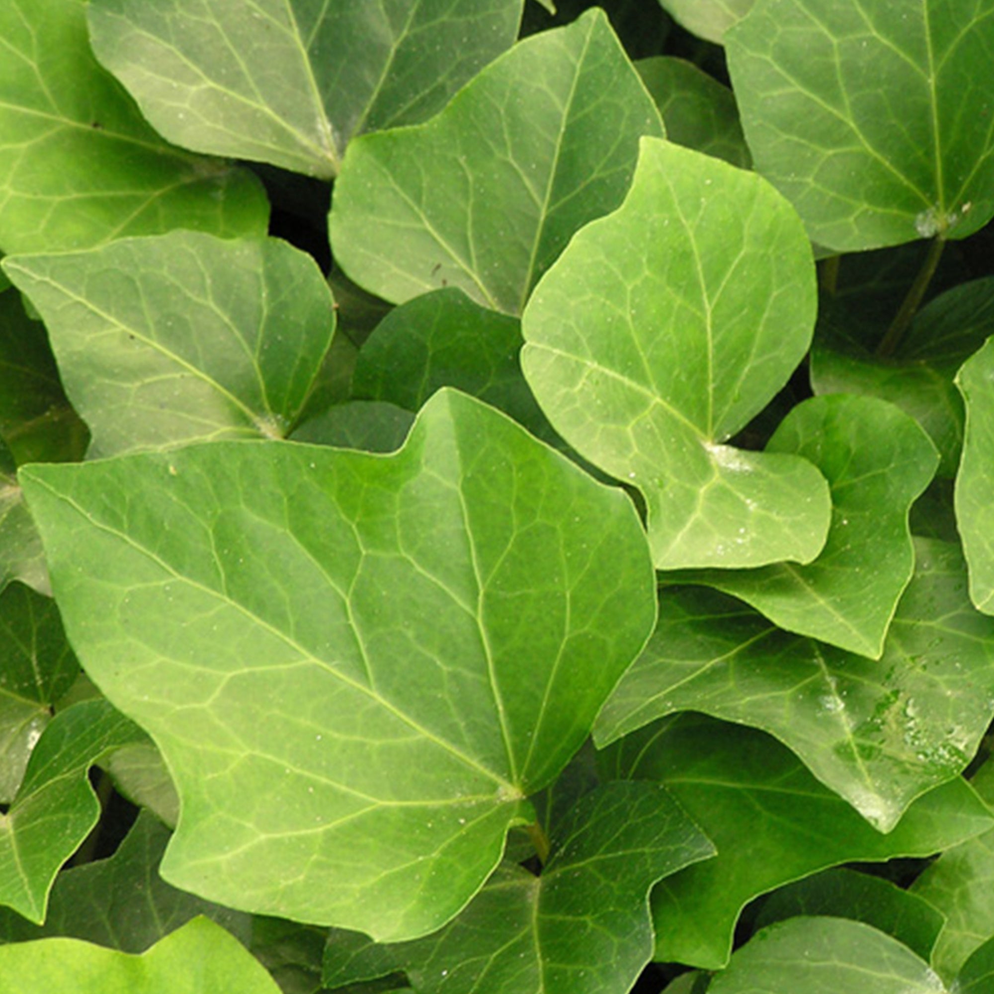 Efeu Algerian Bellecour - Hedera algeriensis Algerian Bellecour