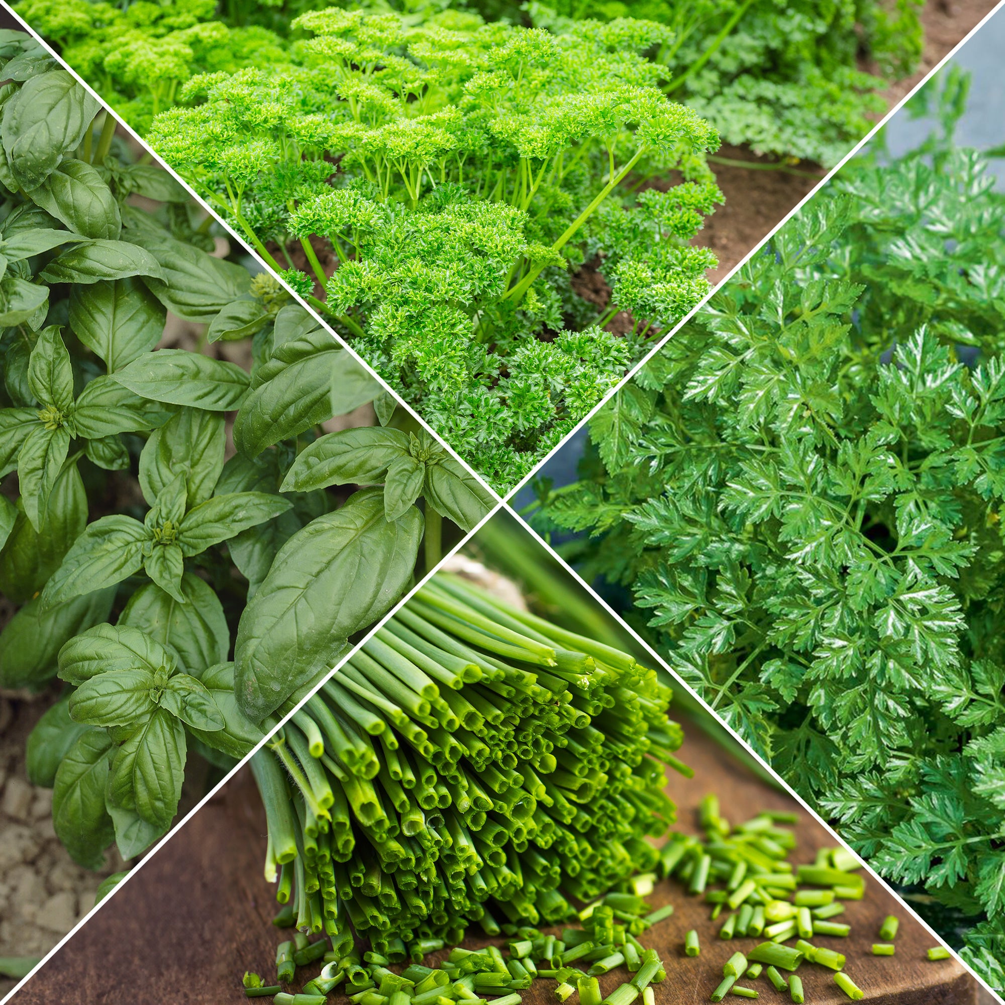 Saatgut Kruter Mischung (Petersilie, Basilikum, Kerbel, Schnittlauch) -  Collection de fines herbes (persil, basilic, cerfeuil, ciboulette) |  Bakker.com