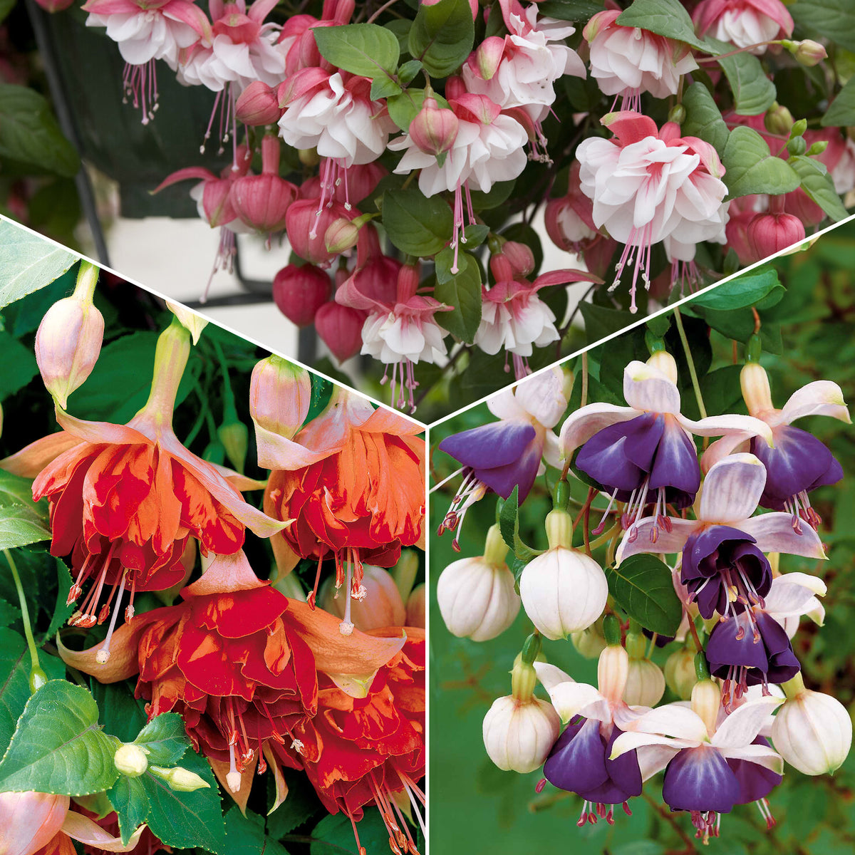 Hängende Fuchsien Mischung (Bicentennial, Blue Angel, Swingtime) (x6) - Bakker