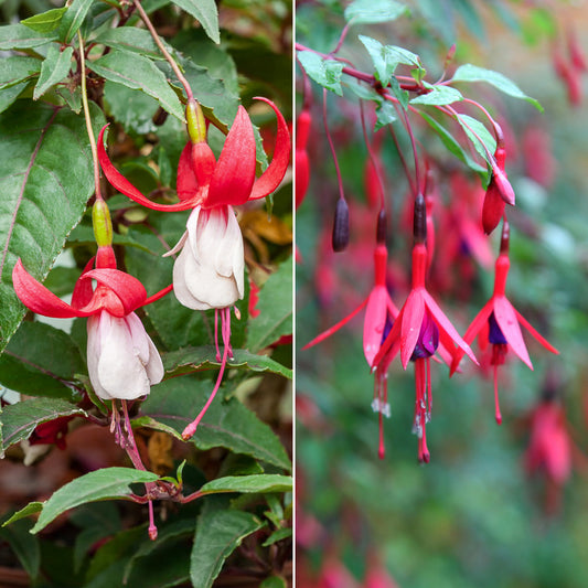Fuchsien Mischung (Madame Cornelissen, Brilliant) (x3) - Bakker