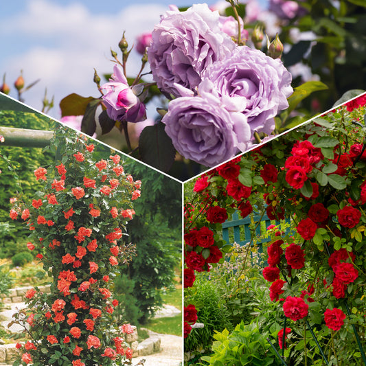 Kletterrosen Mischung (Metanoia, Musimara, Indigo) (x3) - Bakker