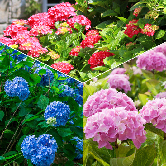 Hortensien-Sammlung: rot, blau, rosa (x3) - Bakker