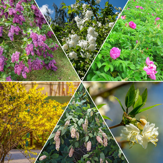 Blühende und duftende Hecke (x12) - Bakker
