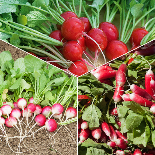 Radieschen - Bakker