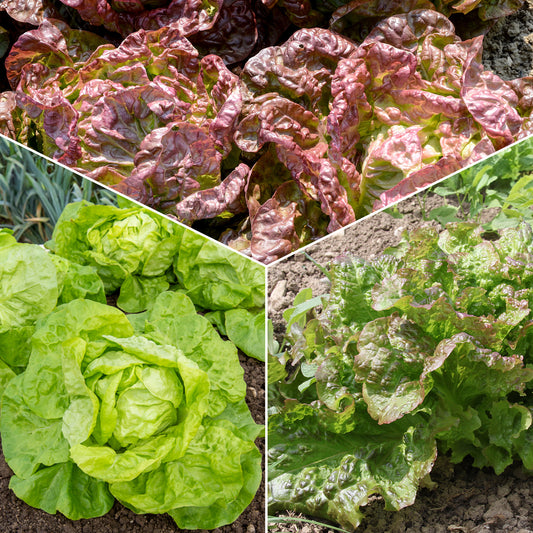 6-Monats-Salatkollektion (Grosse blonde, Tremont, Merveille des 4) - Bakker