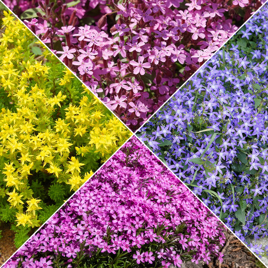 Bodendecker Stauden Mischung - Fläche ca. 2 m² - Bakker