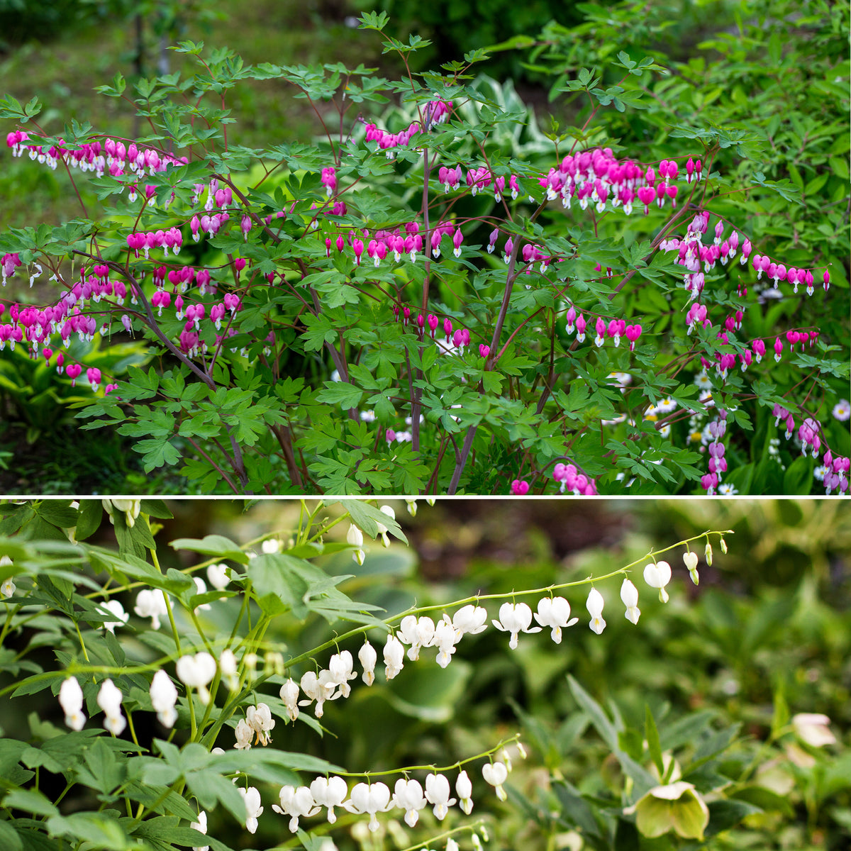 Tränendes Herz Mischung (3 rosa + 1 weiß) (x4) - Bakker