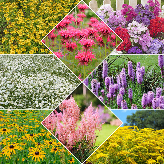 Staudenmischung - Fläche ca. 2 m² - Bakker