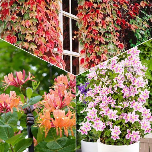 Sammlung von Kletterpflanzen: Geißblatt, Clematis, Jungfernrebe. (x3) - Bakker