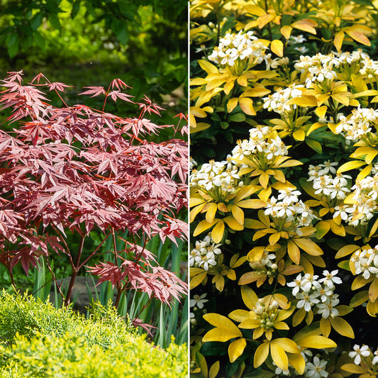 Strauchkollektion: Purpur-Ahorn und Goldener Mexikanischer Orangenbaum (x 2) - Acer palmatum Atropurpureum , Choisya ternata Sundance Lich