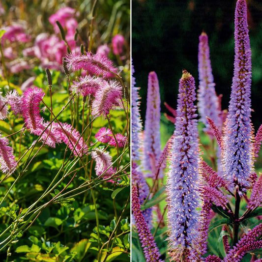 Mischung aus Wiesenknopf und Kandelaberehrenpreis - Bakker