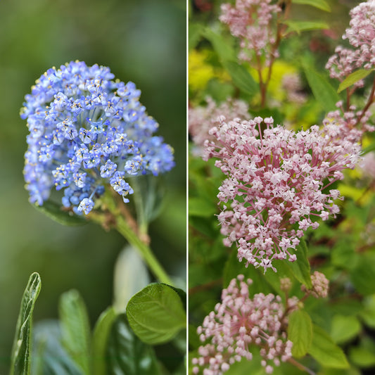 Ceanothus-Sammlung (x2) - Bakker