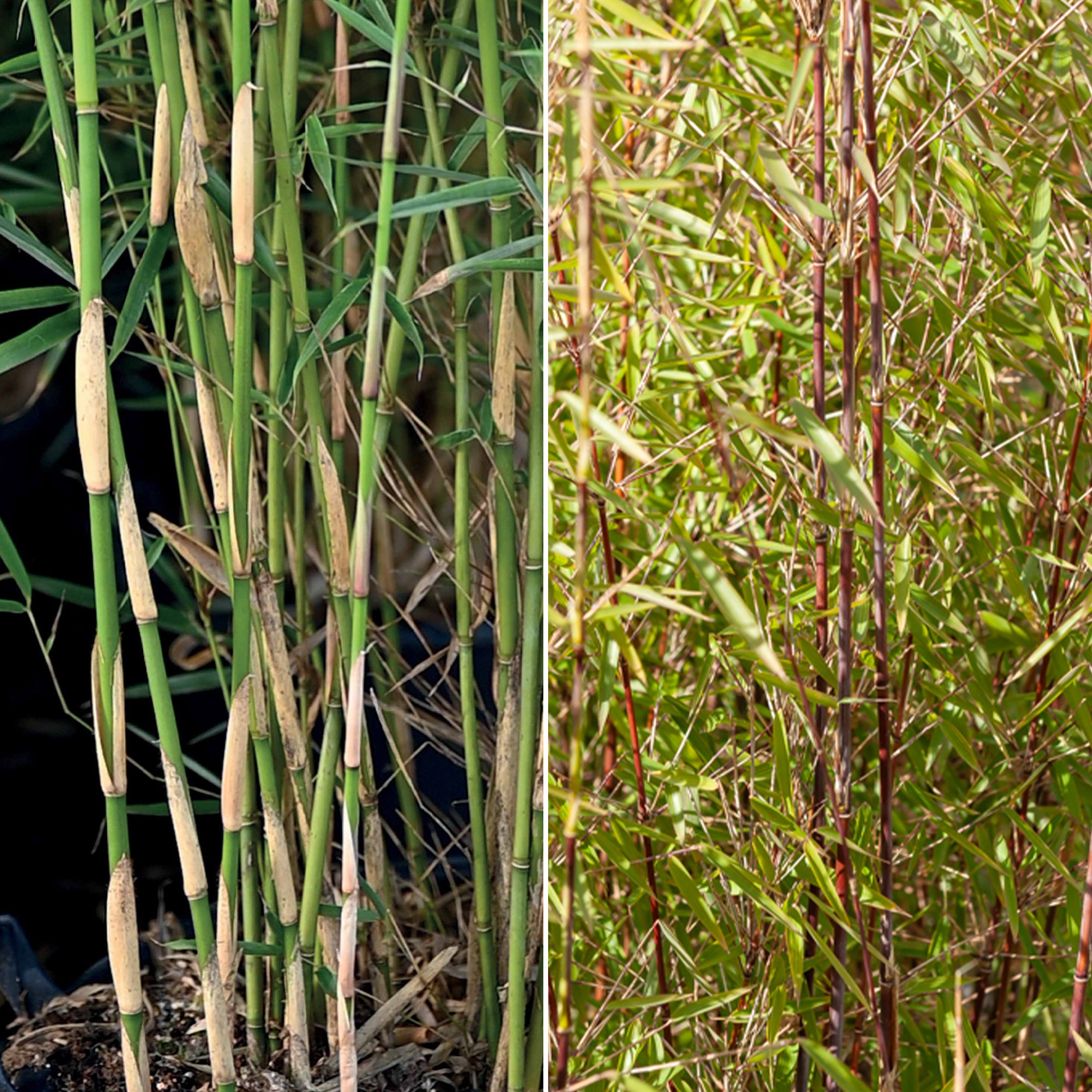 bambus ausgetrocknet Nicht-ausläuferbildender Bambus Kollektion (x2) - Fargesia robusta  campbell, fargesia scabrida asian wonder