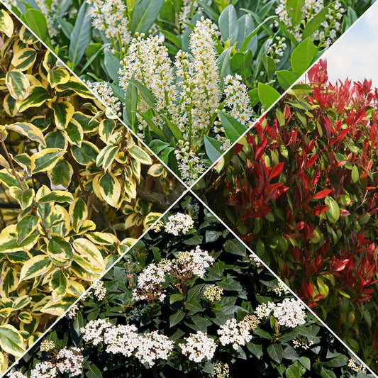 Immergrüne Hecke (x4) - Bakker