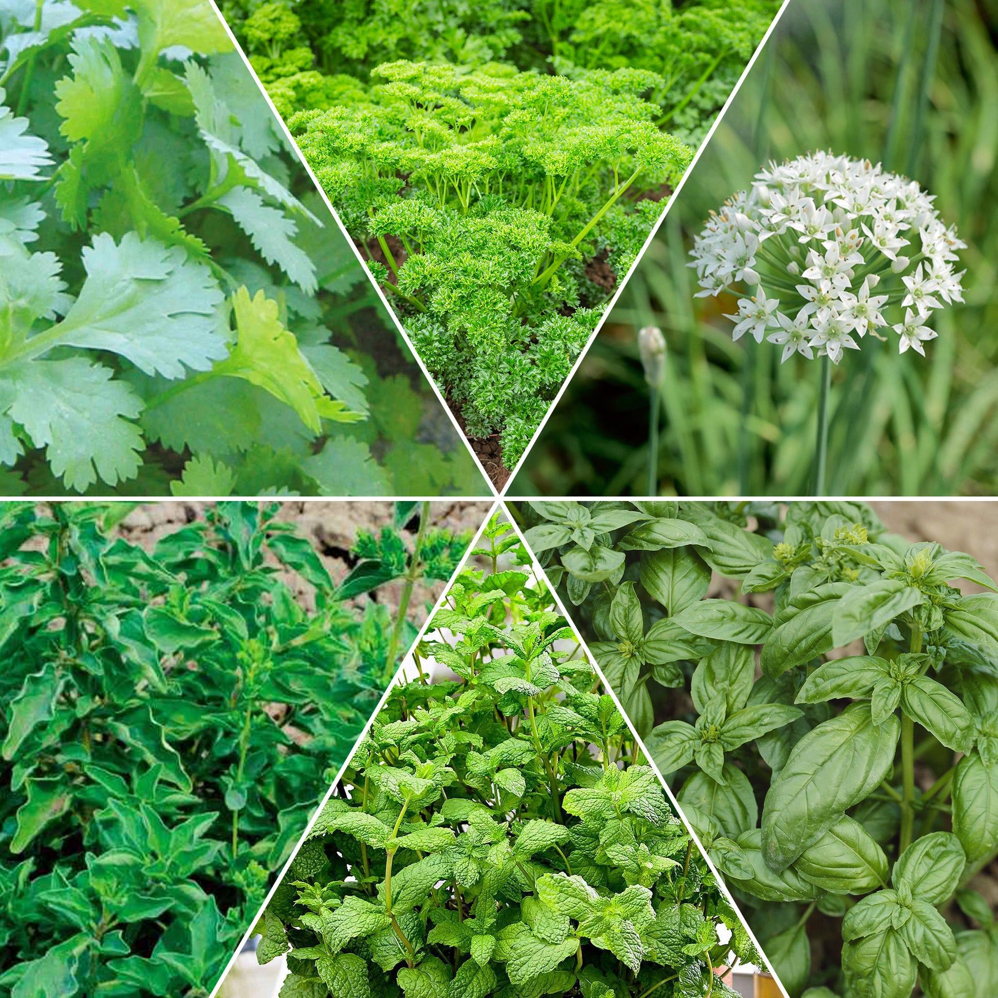 Kräutersammlung #2 - Bakker