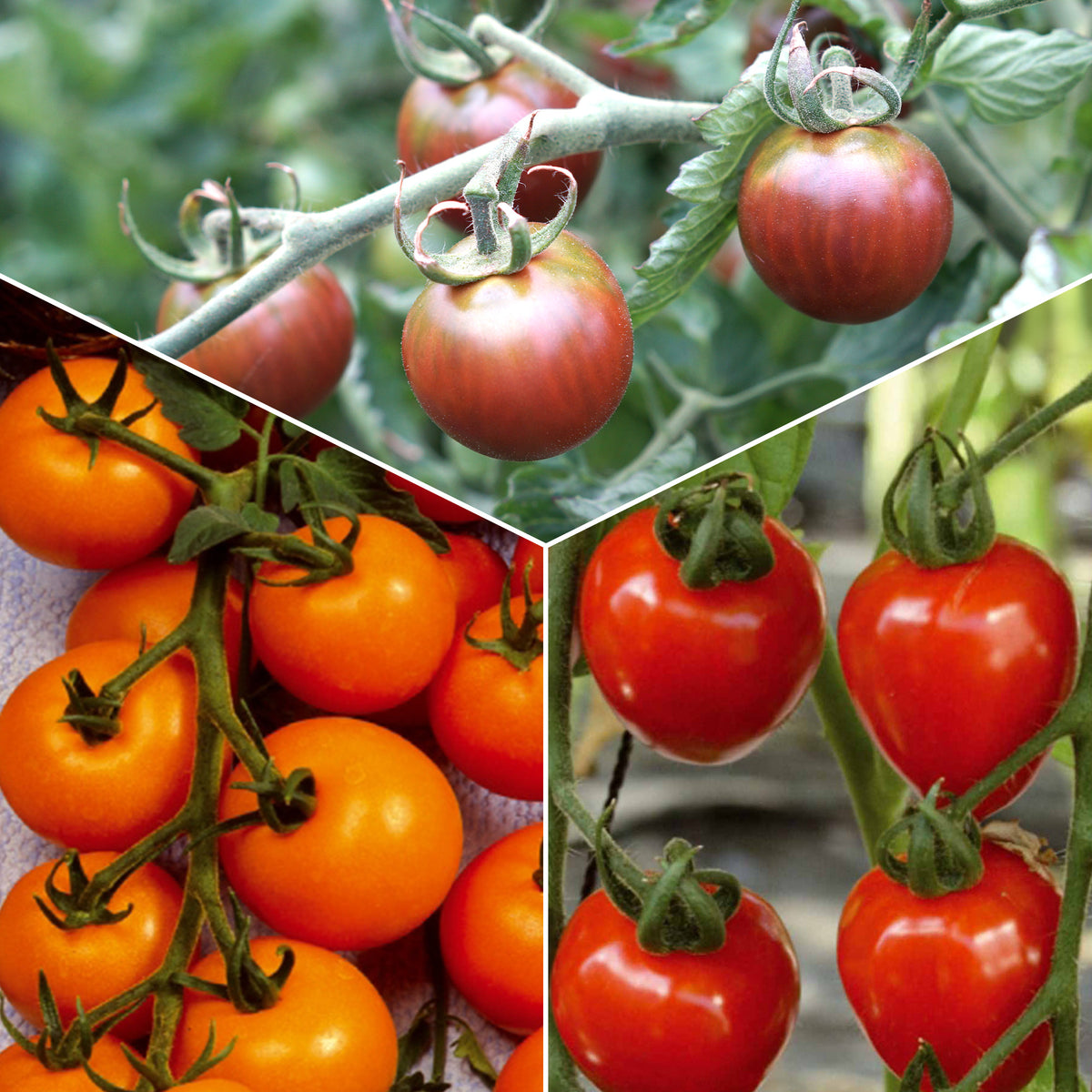 Sammlung von Kirschtomaten - Bakker