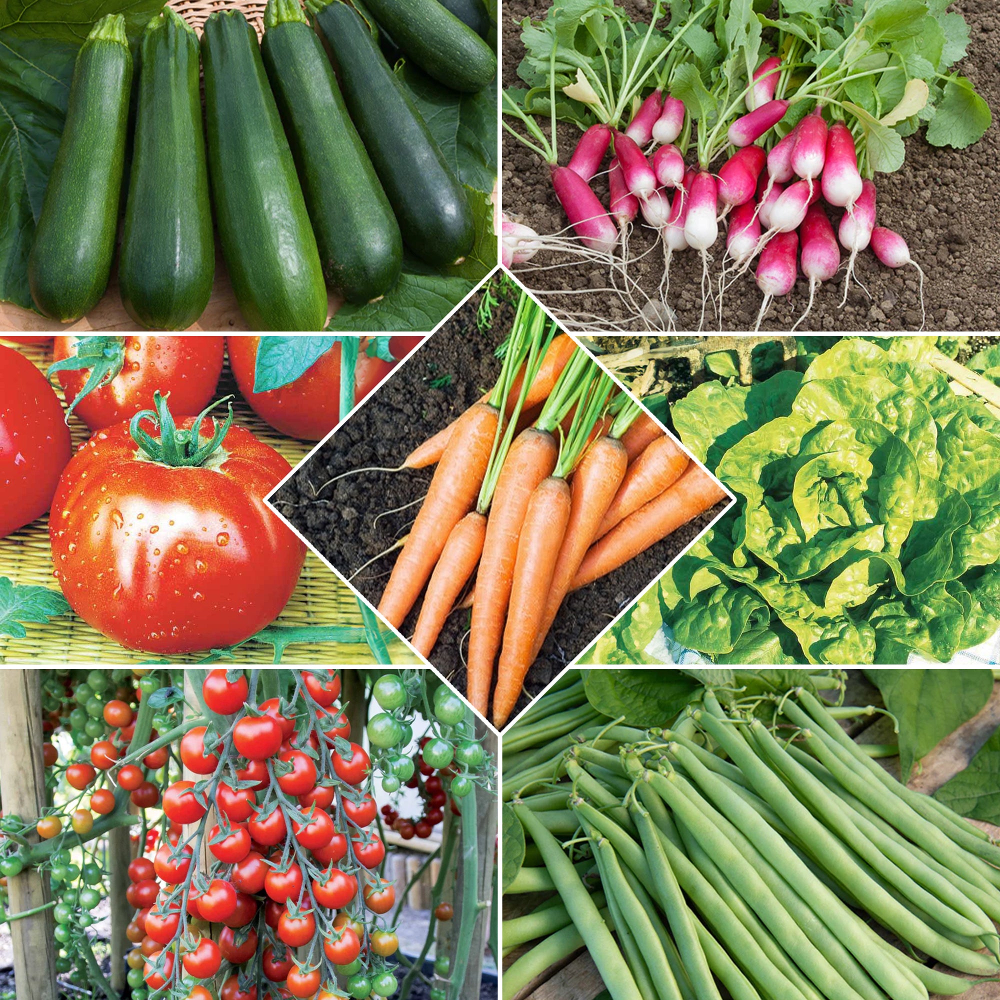 Saatgut Sammlung von Samen für den Gemüsegarten