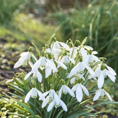 Verkauf Blumenzwiebeln-Mischung ‘6 Monate Blüte’ (x100) - Pakete mit Blumenzwiebeln