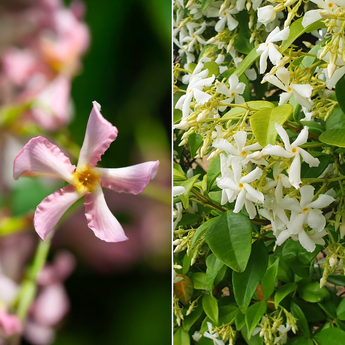 Sternjasmin rosa und weiß (x2) - Bakker