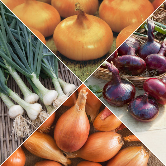 Zwiebel Mischung (Hâtif Paris, Vertus, Braunschweiger, Zebrune) - Bakker