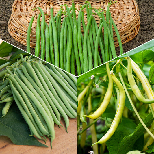 Buschbohnen Mischung (Contender, King Horn Wax, Ai) - Bakker