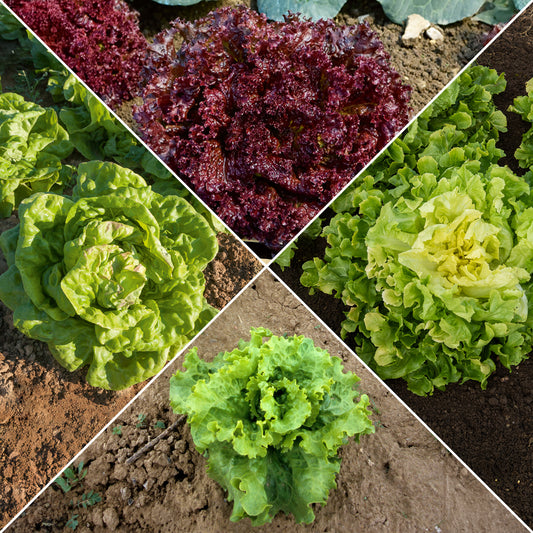 7 Monate Salat Mischung (Reine Mai, Lollo rossa, Coeur plein, Blond) - Bakker