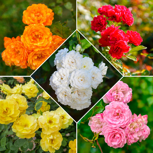 Beetrosen Mischung (x10) - Bakker