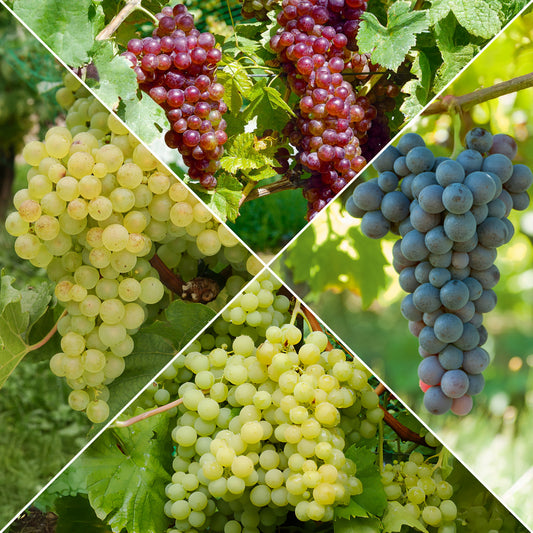 Weinreben Mischung - Bakker