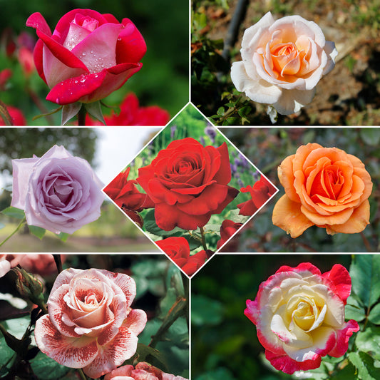 Strauchrosen Mischung - Bakker