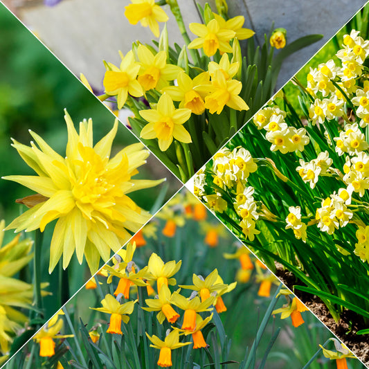 Kollektion mini Narzissen (x30) - Bakker