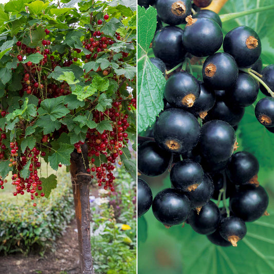 Sammlung Johannisbeere und Rote Johannisbeere am Stiel. (x2) - Bakker