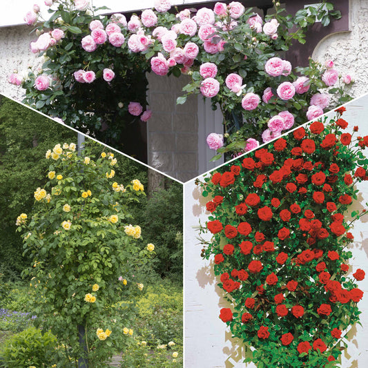 Kletterrosen Mischung (Ronsard, Golden Gate, Santana) (x3) - Bakker