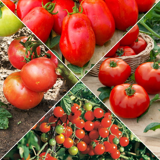 Sammlung von Tomaten - Bakker