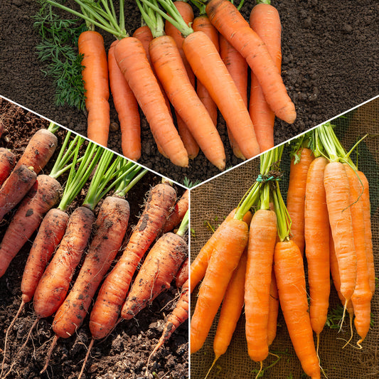 Karotten Mischung (Nantaise, Carentan, Colmar) - Bakker