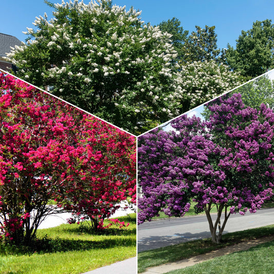Sammlung Indischer Flieder: rot, violett, weiß (x3) - Bakker