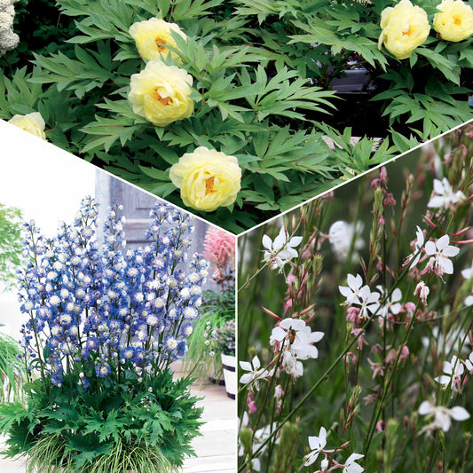 Stauden Mischung in sanften Farben - Bakker