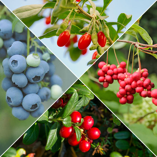Vitamin Obstbaum Mischung - Bakker