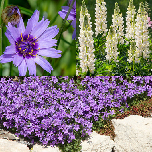 Blaue und weiße Stauden - Bakker