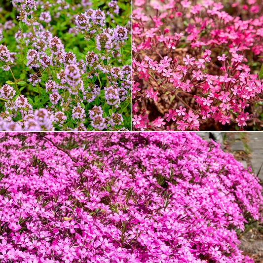 Blumiger Teppich in Rosa - Bakker