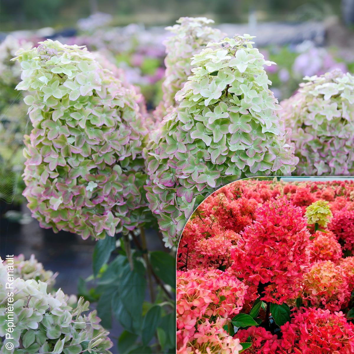 Rispen-Hortensie Metalica® ‘Renmeta’ - Bakker