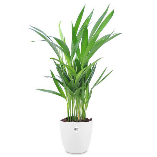 Goldfruchtpalme in weißem Blumentopf - Bakker