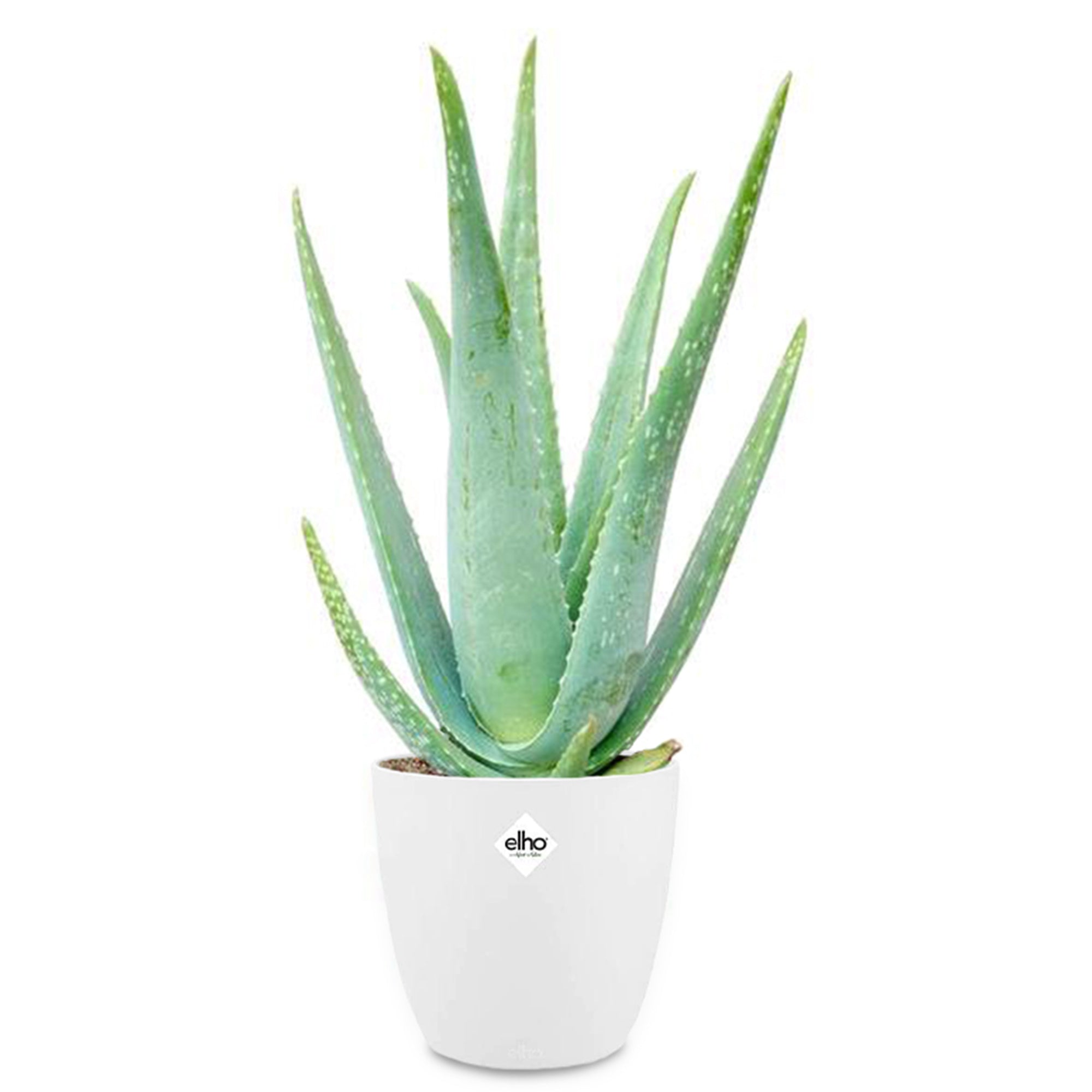 leave in aloe vera conditioner Low Porosity Hair Leave in Conditioner