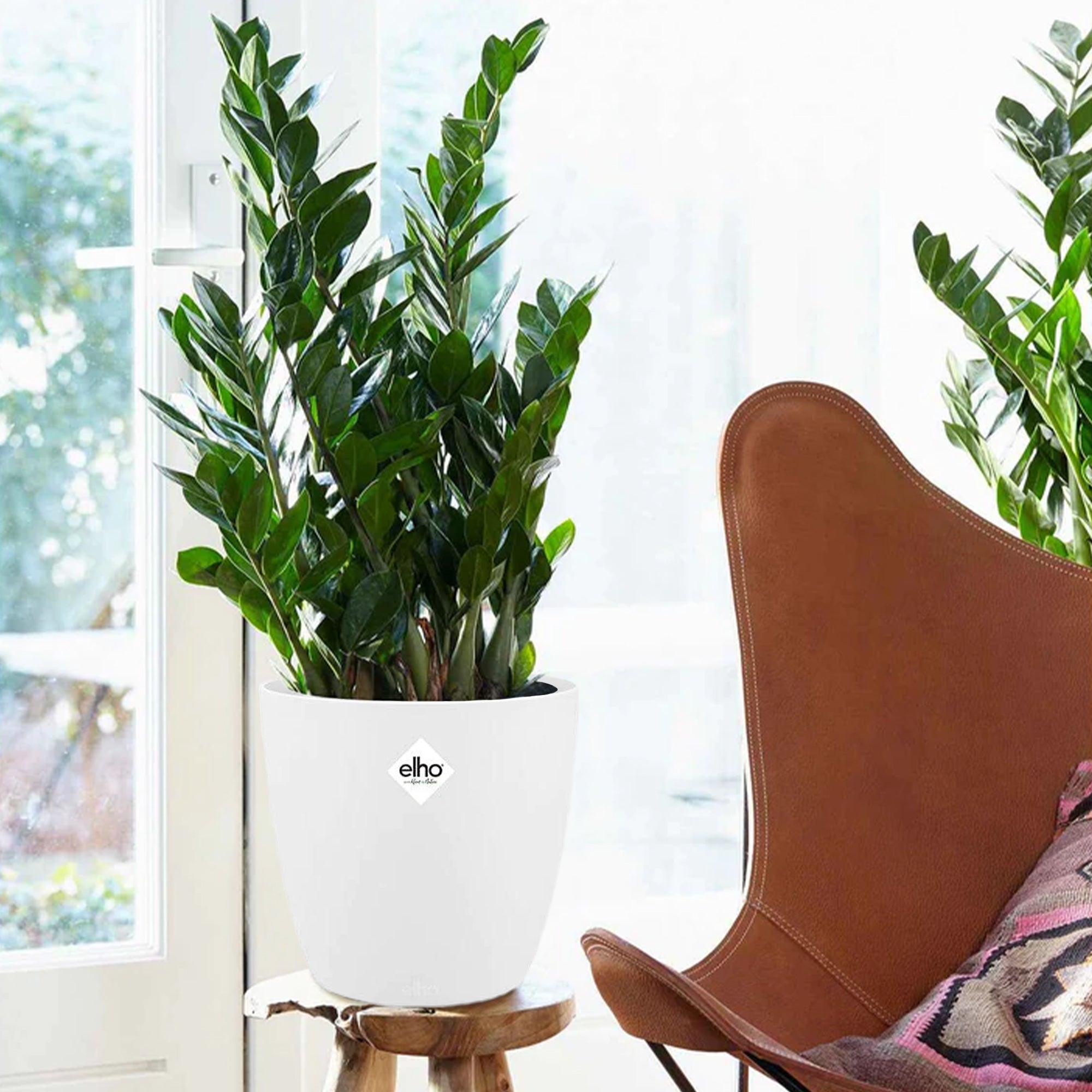 glücksfeder substrat Glücksfeder in weißem Blumentopf - Zamioculcas zamiifolia