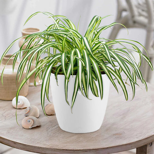 Grünlilie Atlantic in weißem Blumentopf - Bakker