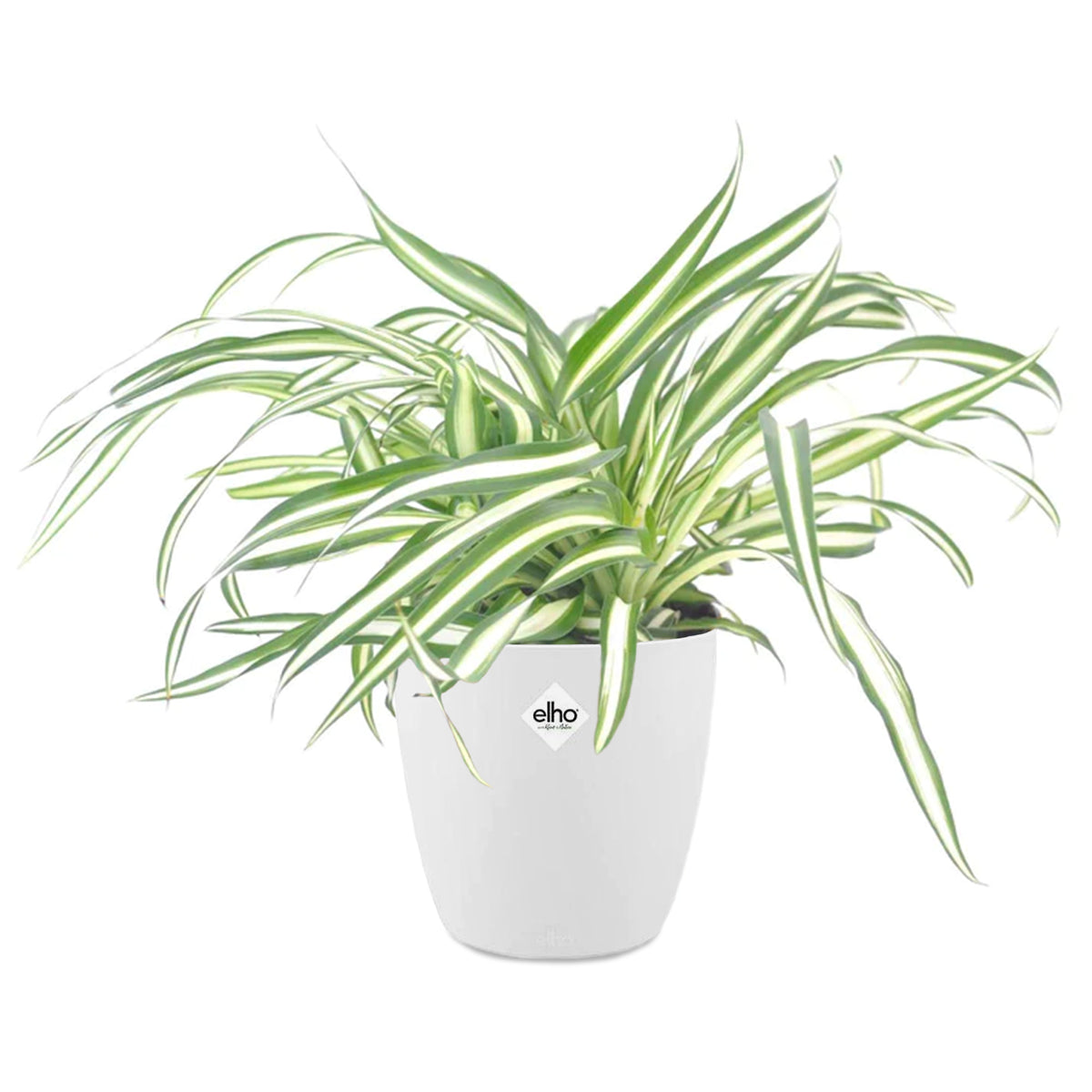 Grünlilie Atlantic in weißem Blumentopf - Chlorophytum comosum atlantic - Bakker